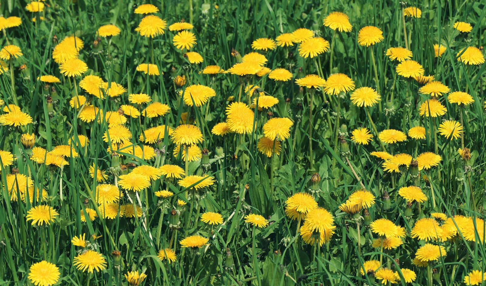 Panasonic Lumix DMC-FZ1000 sample photo. Dandelion, mayflower, flowers photography