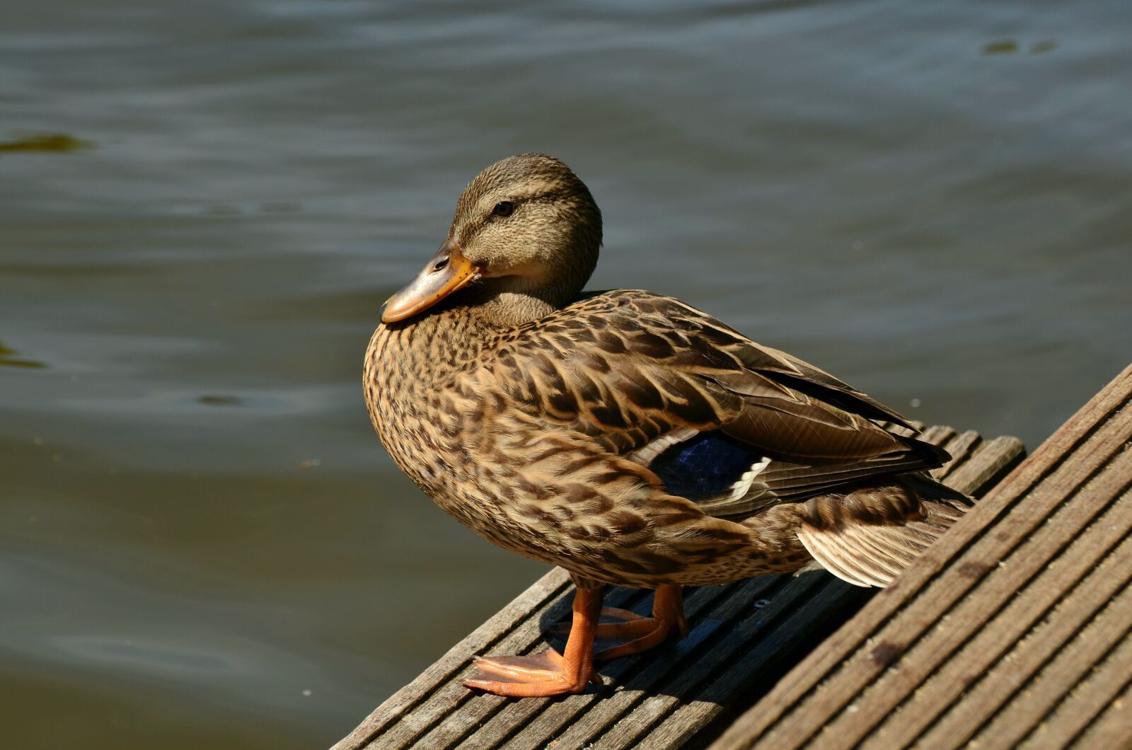 Nikon D5100 sample photo. Mallard, duck, female mallard photography