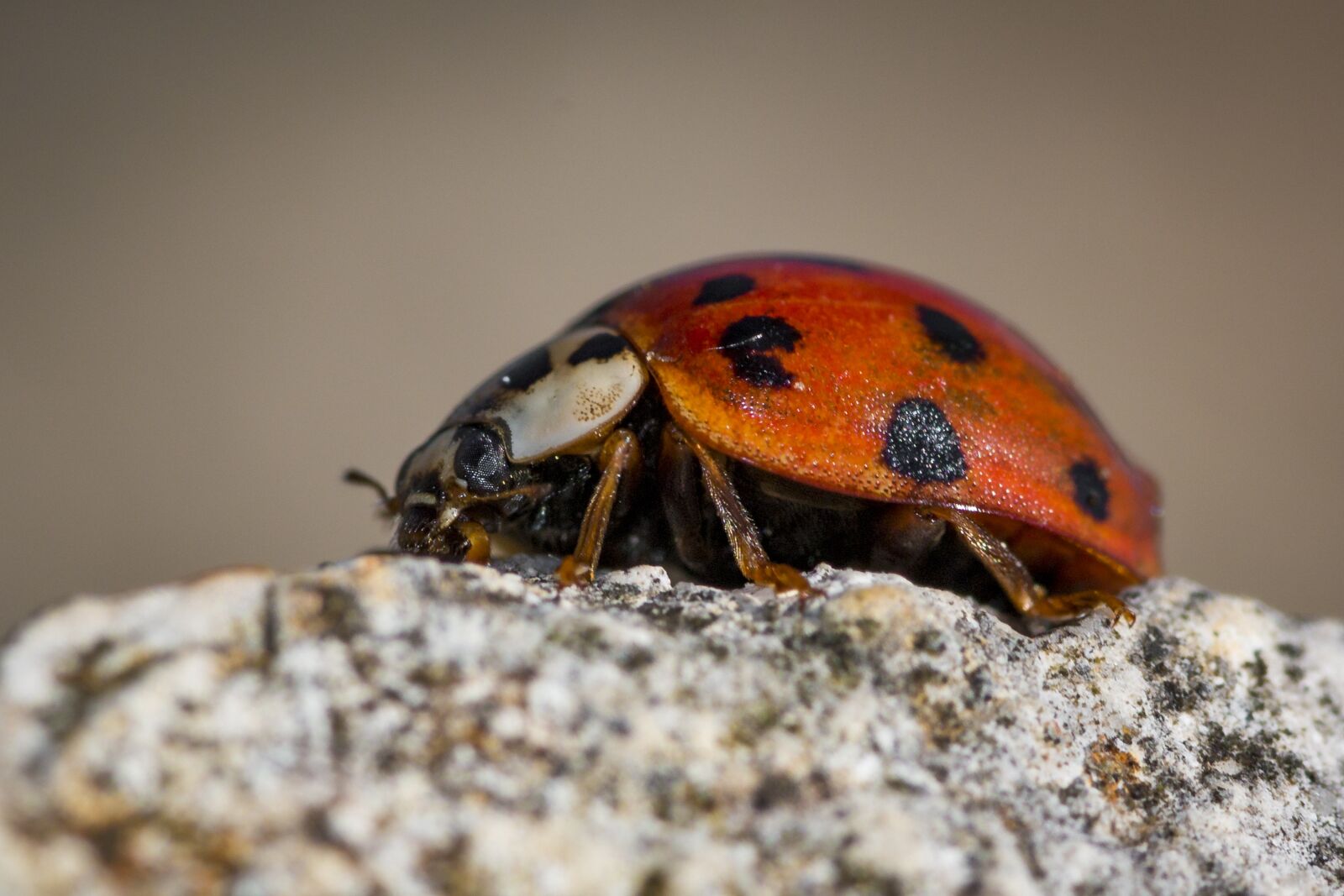 Canon EOS 70D sample photo. Ladybug, beetle, lucky charm photography