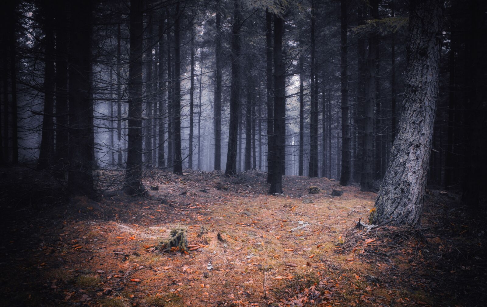 Canon EOS 450D (EOS Rebel XSi / EOS Kiss X2) sample photo. Forest, mystery, mood photography