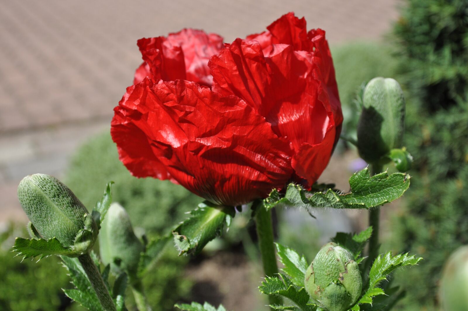 Nikon D90 sample photo. Poppy, klatschmohn, flower photography