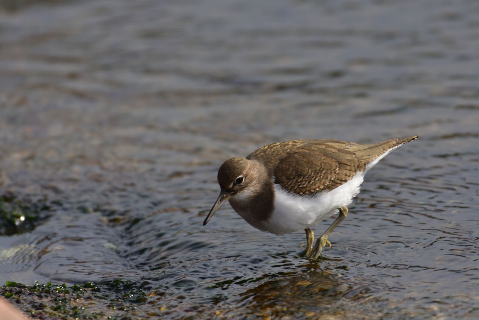 Nikon D500 sample photo. Bird, waters, wild animals photography