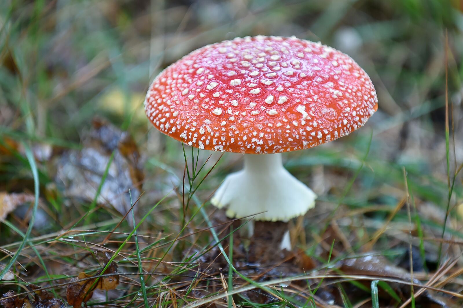 Nikon D4S sample photo. Fungus, forest, autumn photography