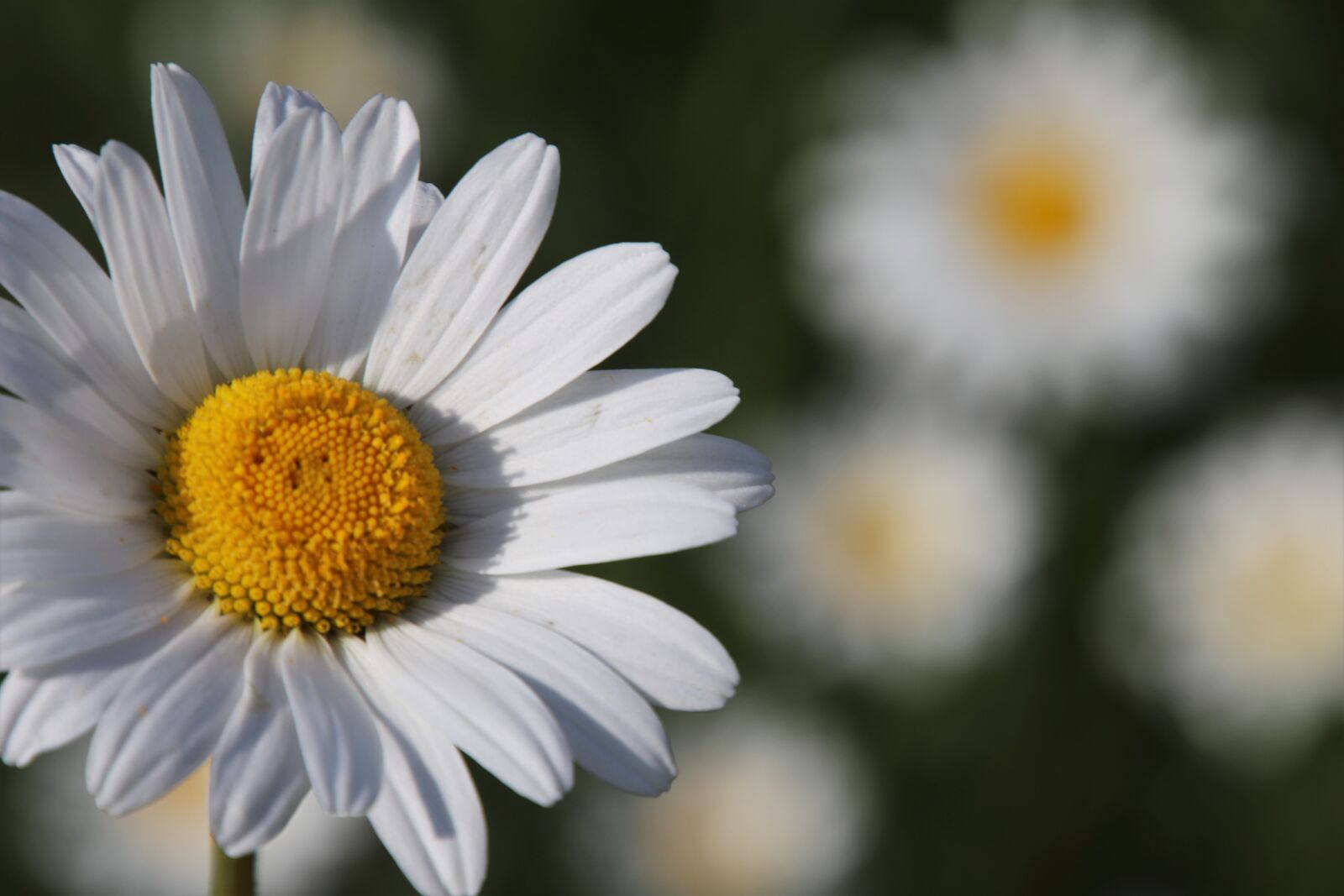 Canon EOS 80D sample photo. Wildflowers, the delicacy, camomile photography