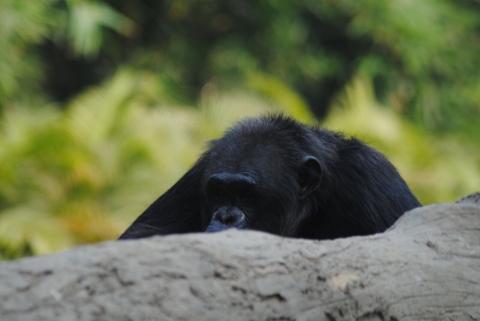 Nikon D3000 sample photo. Gorilla, animal, primate, ape photography
