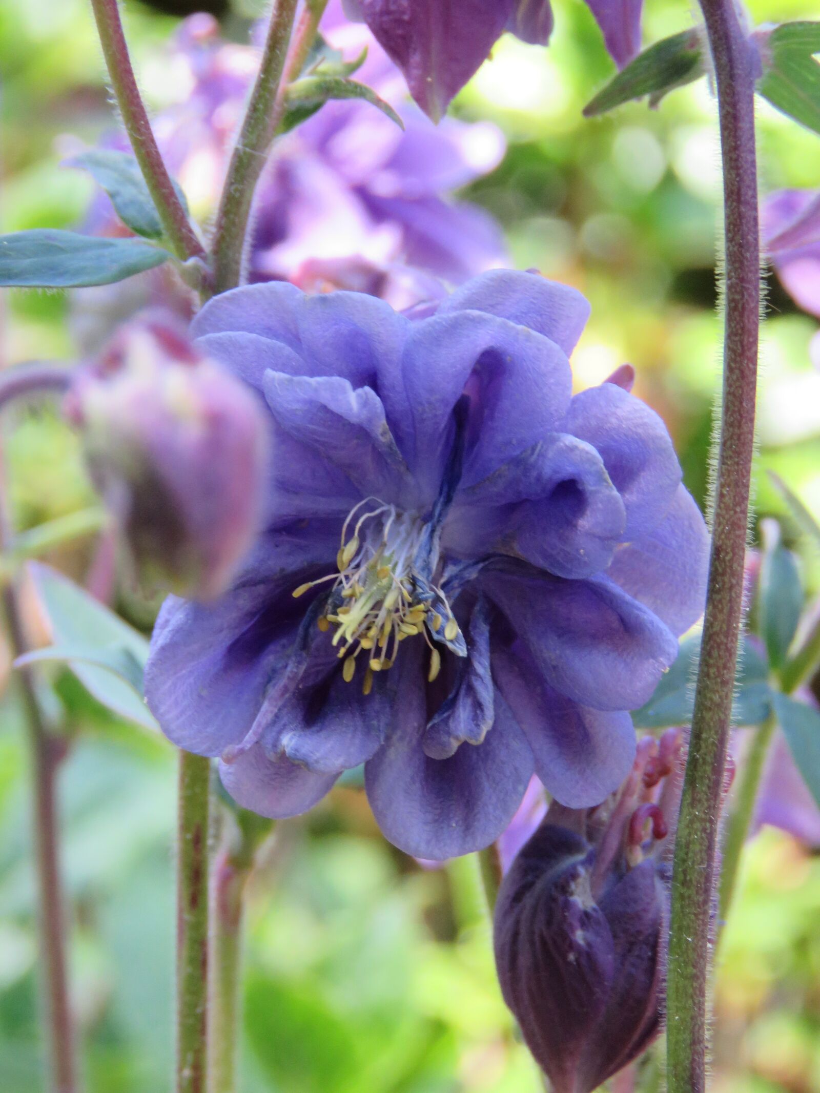 Canon PowerShot SX60 HS sample photo. Columbia purple, flower, akelei photography