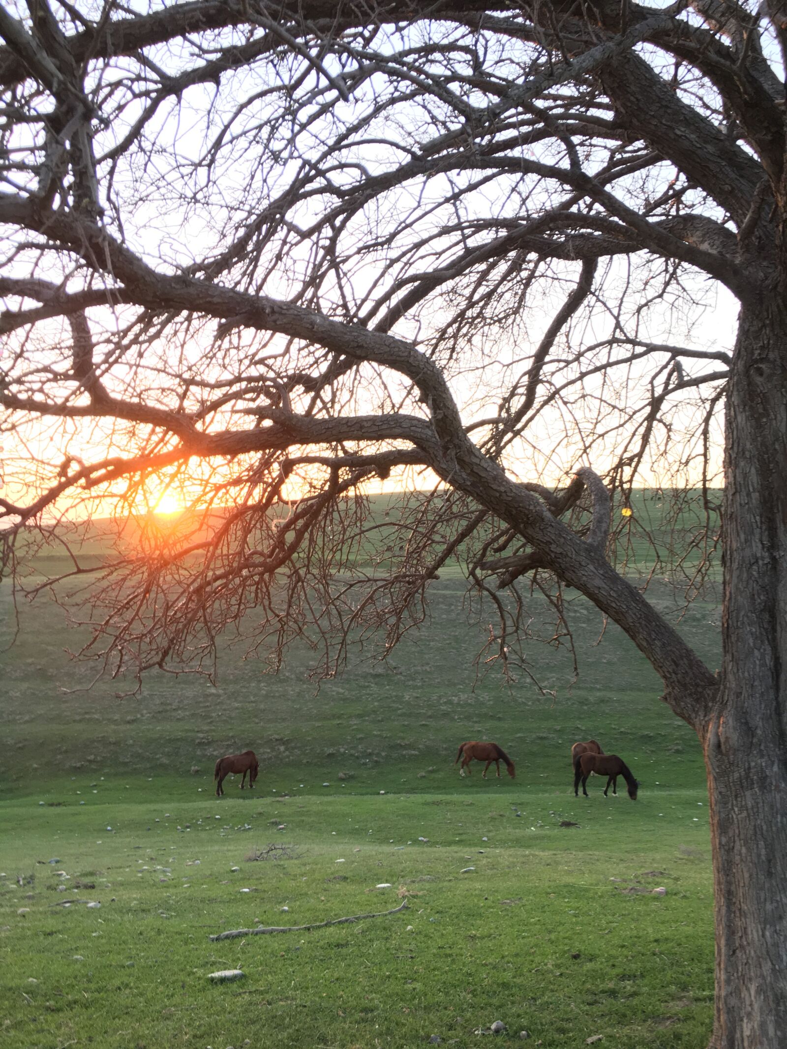 Apple iPhone 6s sample photo. Sunset, tree, landscape photography