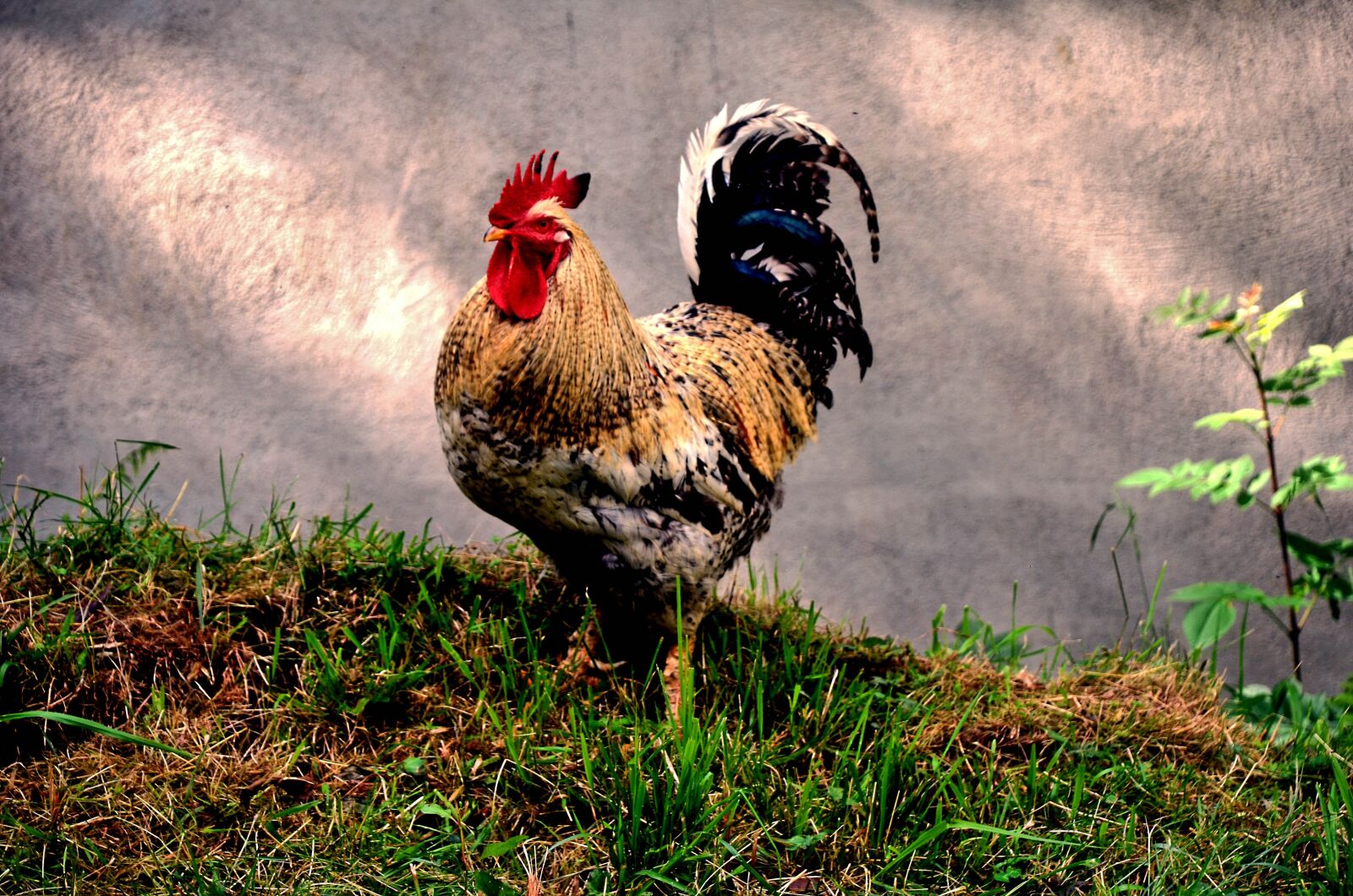 Nikon D7000 sample photo. Animal, farm, gallo photography