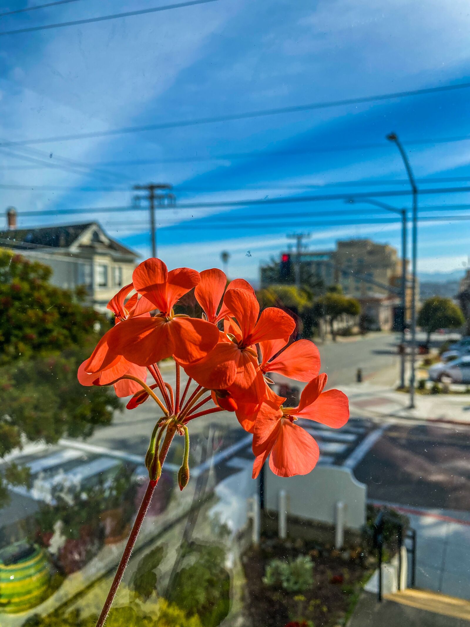 iPhone 11 Pro back triple camera 4.25mm f/1.8 sample photo. Flowers, monterey, petals photography