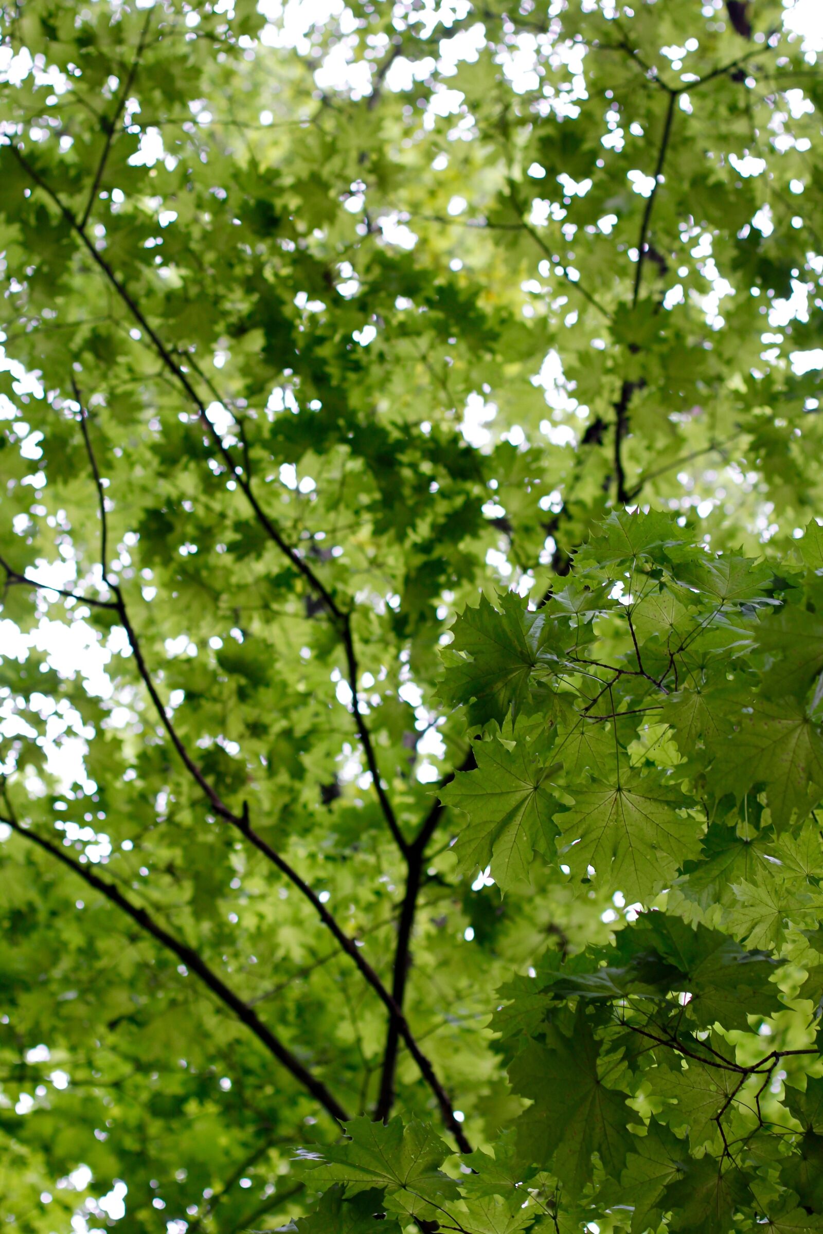 Canon EOS 60D + Canon EF 50mm F1.4 USM sample photo. Tree, branches, aesthetic photography