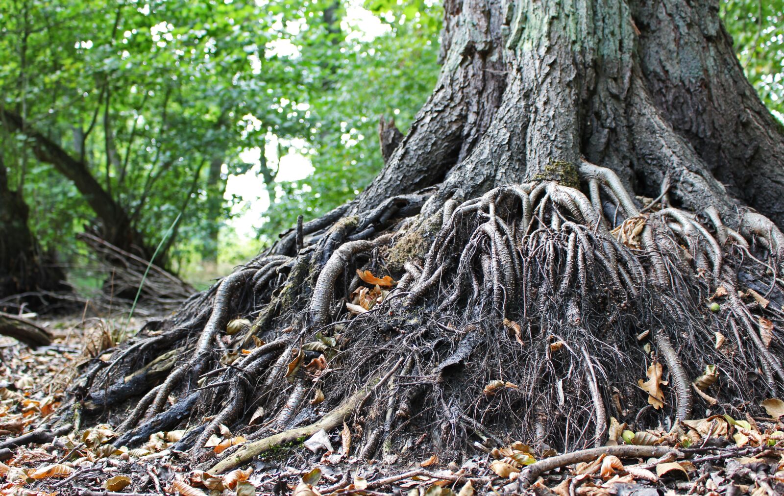 Canon EOS 700D (EOS Rebel T5i / EOS Kiss X7i) sample photo. Old tree, root, tree photography
