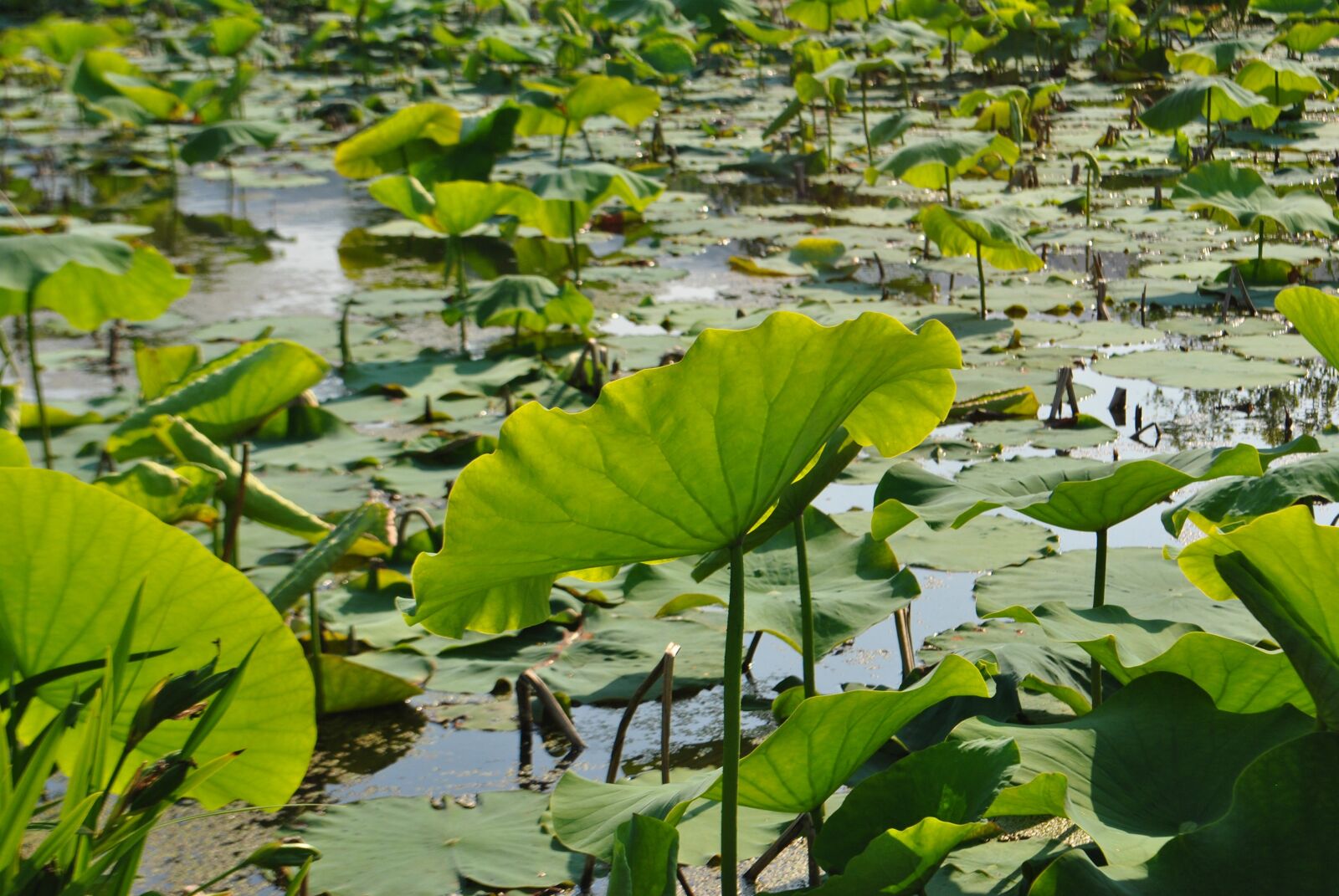 Nikon D3000 sample photo. Lotus leaf, lotus, pond photography