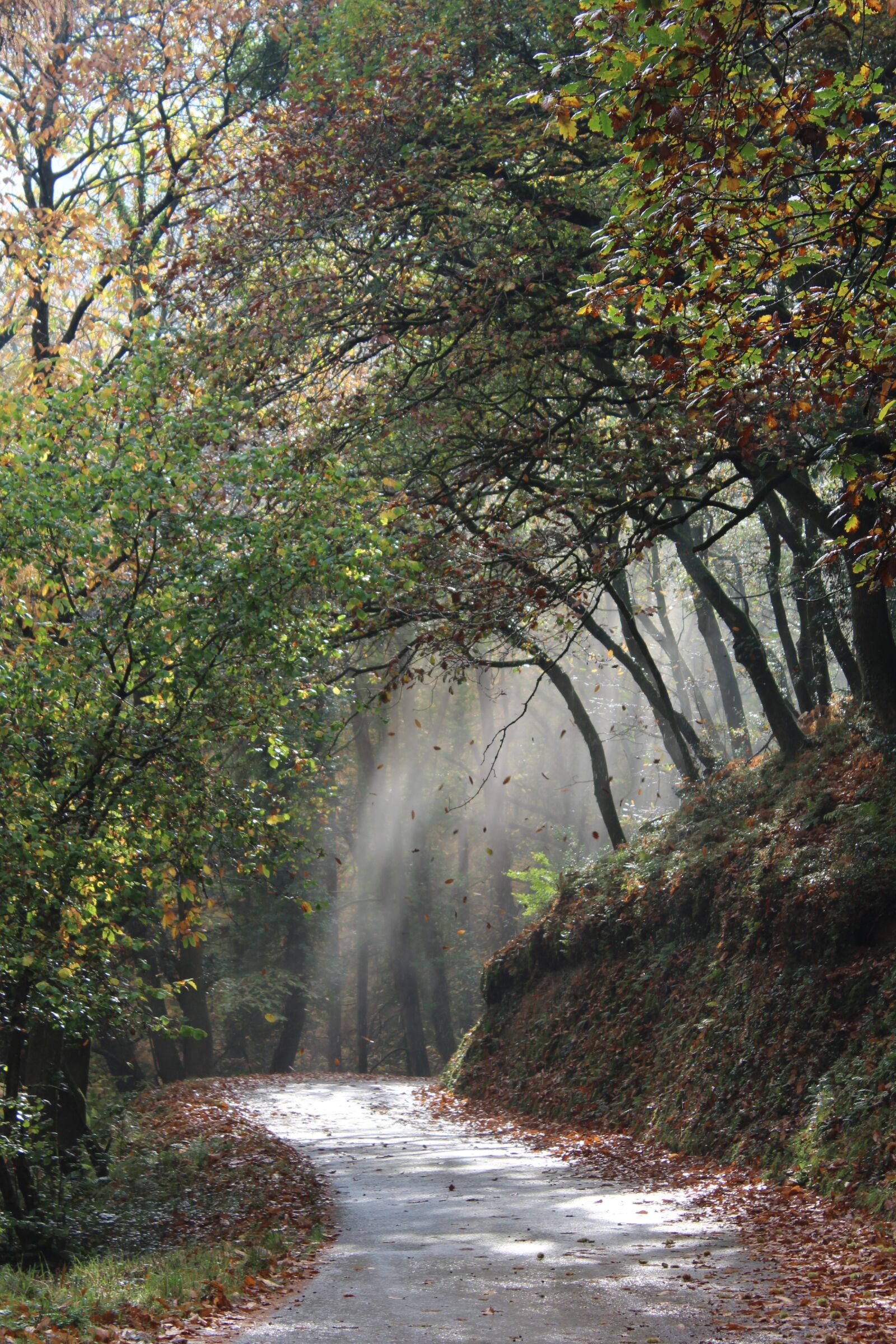 Canon EOS 1200D (EOS Rebel T5 / EOS Kiss X70 / EOS Hi) sample photo. Forest, leaves, autumn photography