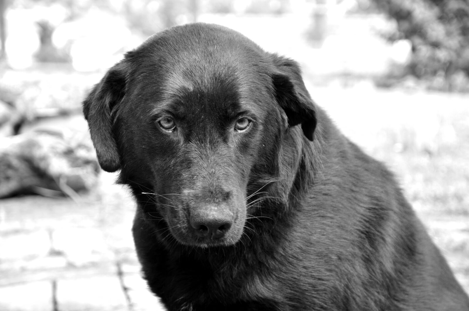 Nikon D7000 sample photo. Dog, black dog, dog photography