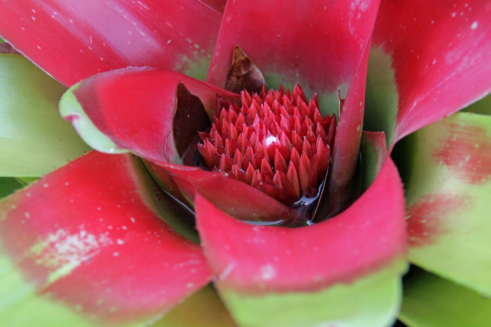 Canon EOS 7D sample photo. Flower, closeup, nature photography