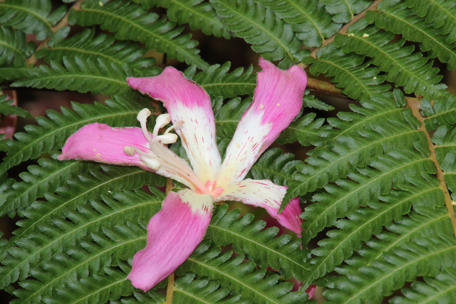 Canon EOS 7D Mark II sample photo. Flower, green, leaves, pink photography