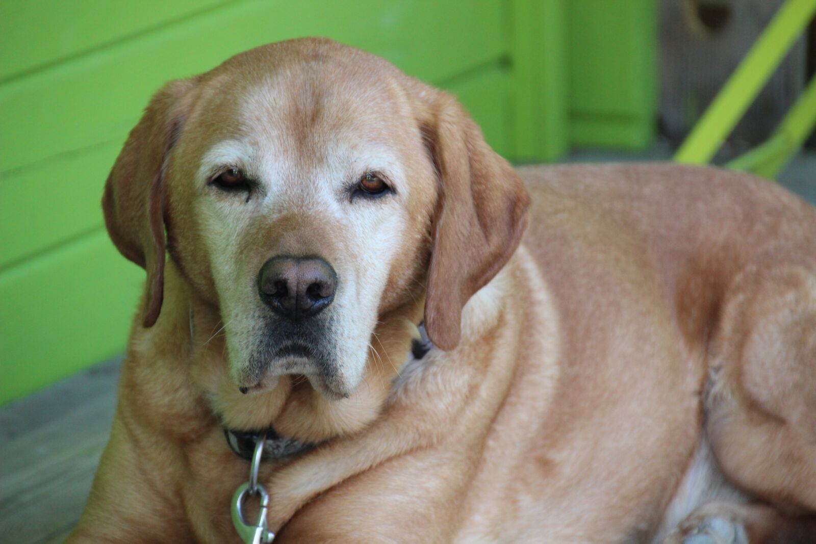 Canon EOS 600D (Rebel EOS T3i / EOS Kiss X5) sample photo. Dog, hybrid, senior photography