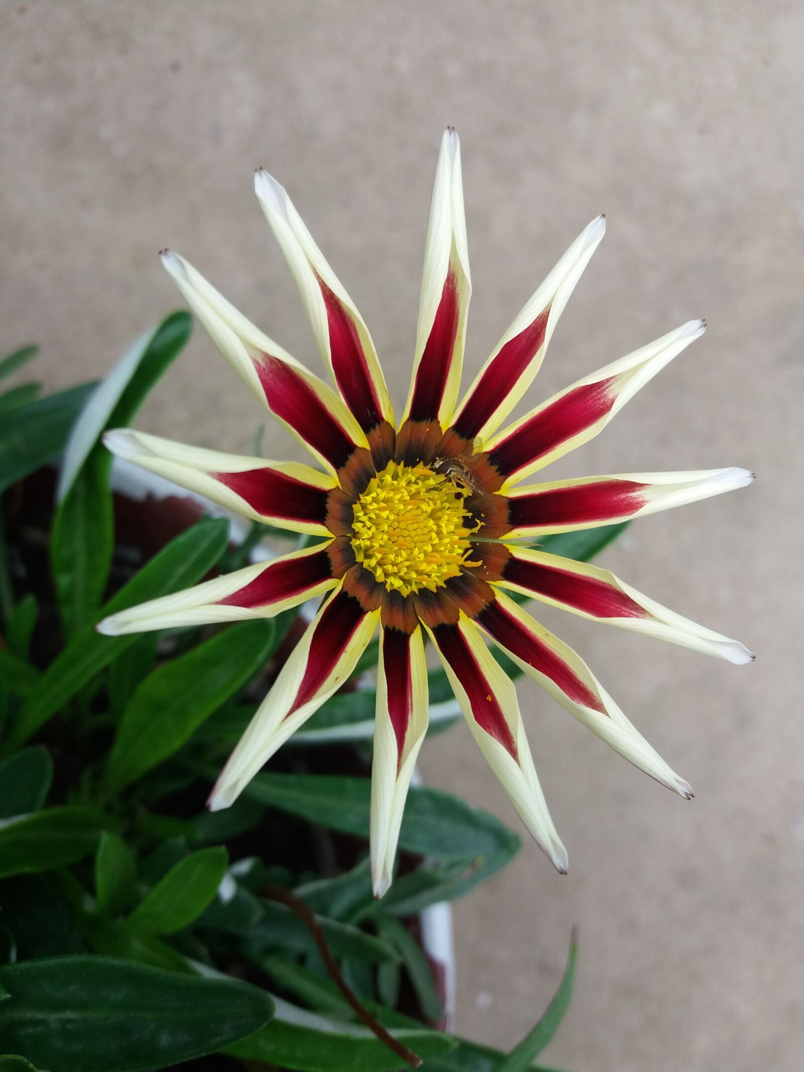 Samsung Galaxy J5 sample photo. Garden, nature, flower photography