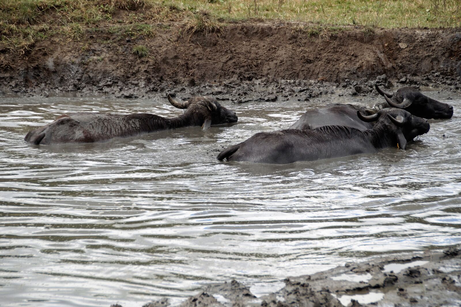 Sony SLT-A58 sample photo. Buffalo, mud, take a photography