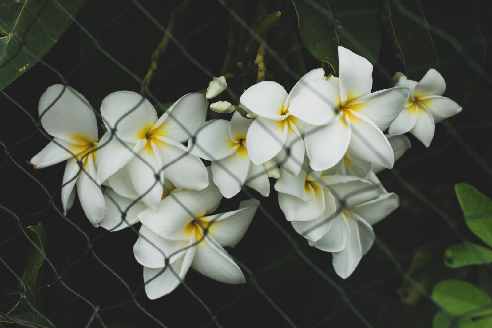 Canon EOS 700D (EOS Rebel T5i / EOS Kiss X7i) + Canon EF 50mm F1.8 STM sample photo. Plumeria, flower, flowers photography