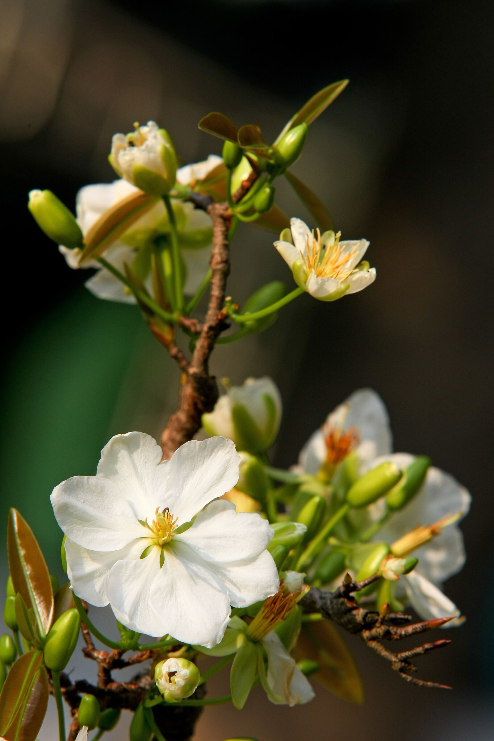 Canon EOS 40D sample photo. Scenery, flower, green photography