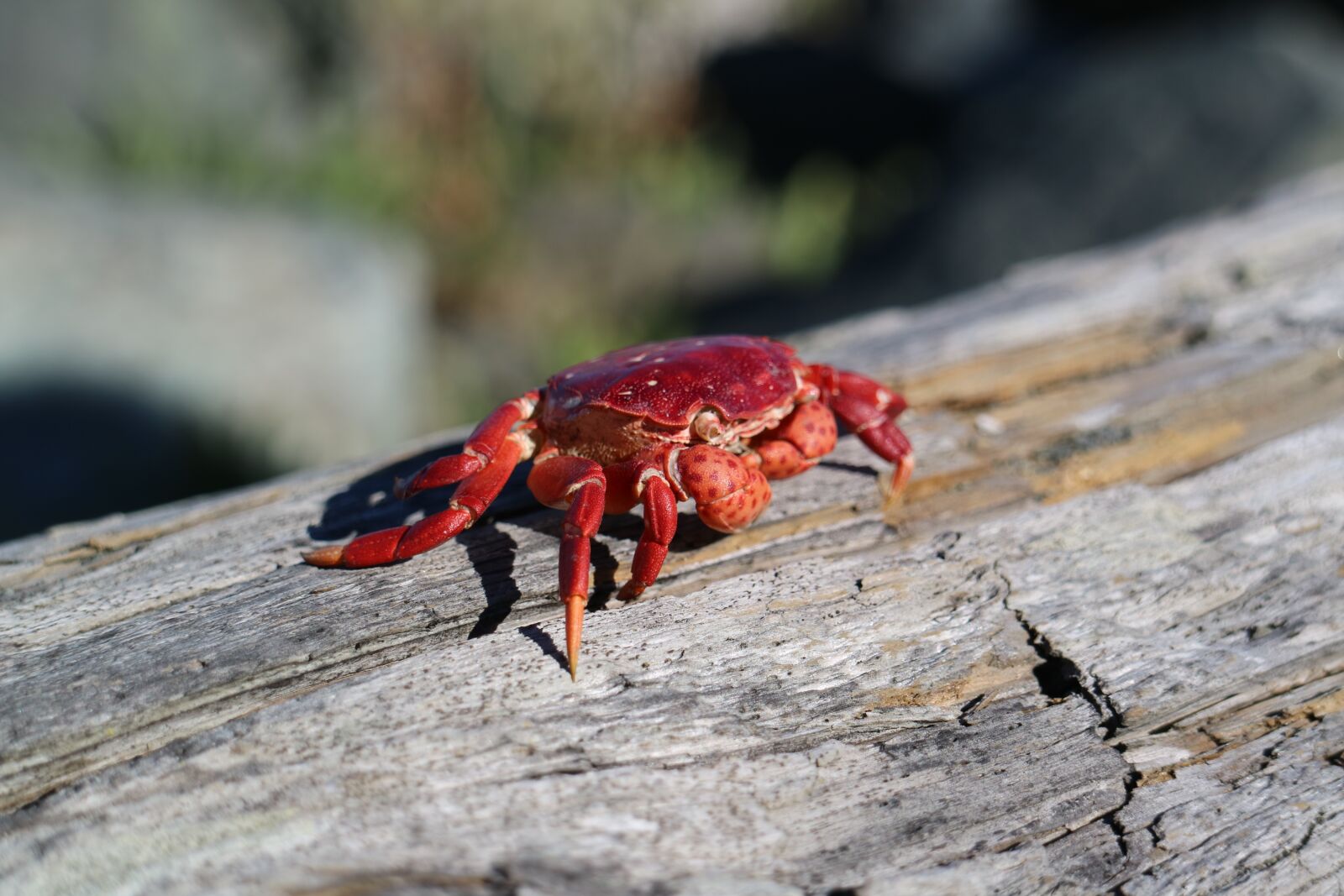 Canon EOS M3 sample photo. Crab, red, sunshine photography