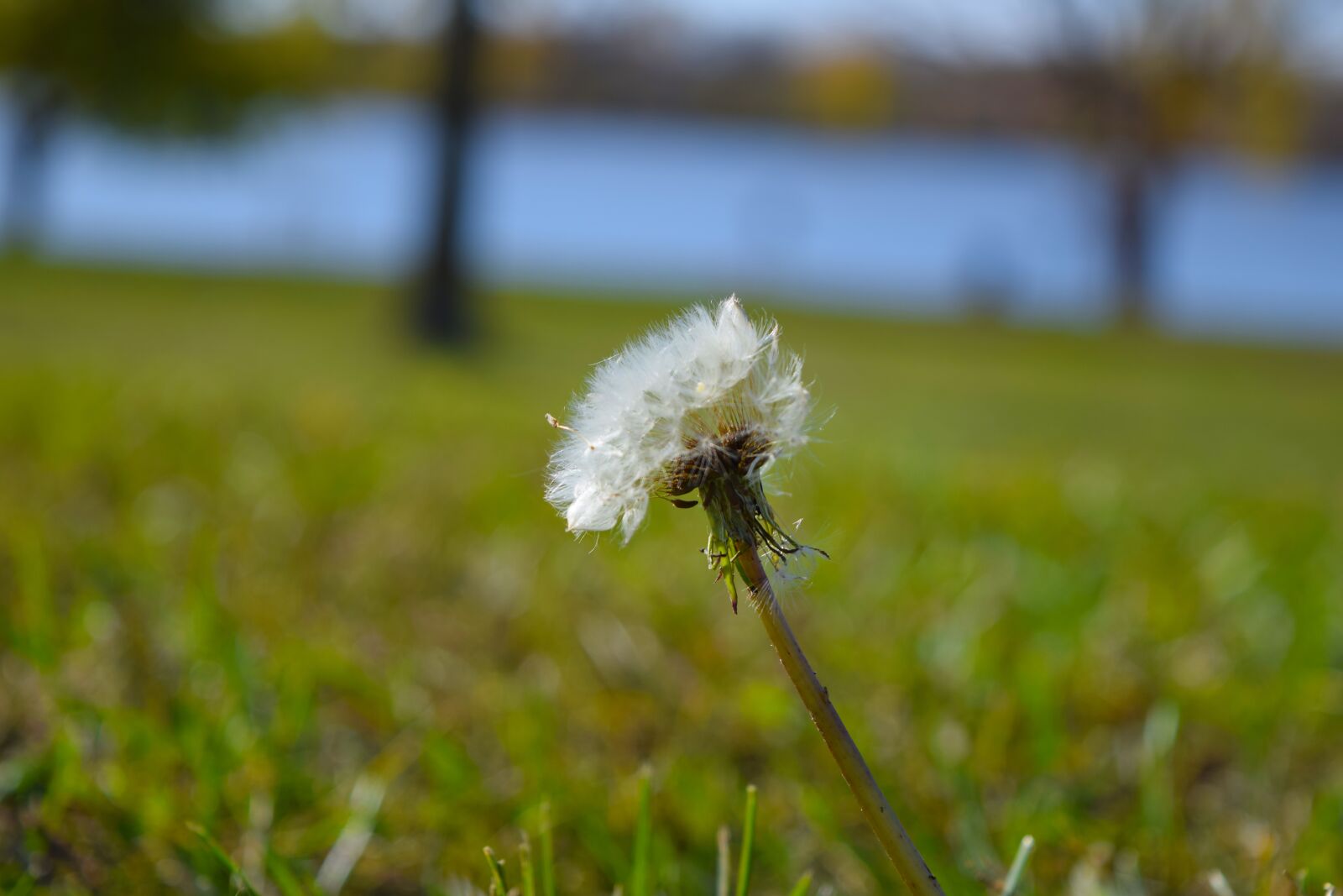 Nikon D5300 sample photo. Dandelion, seeds, summer photography