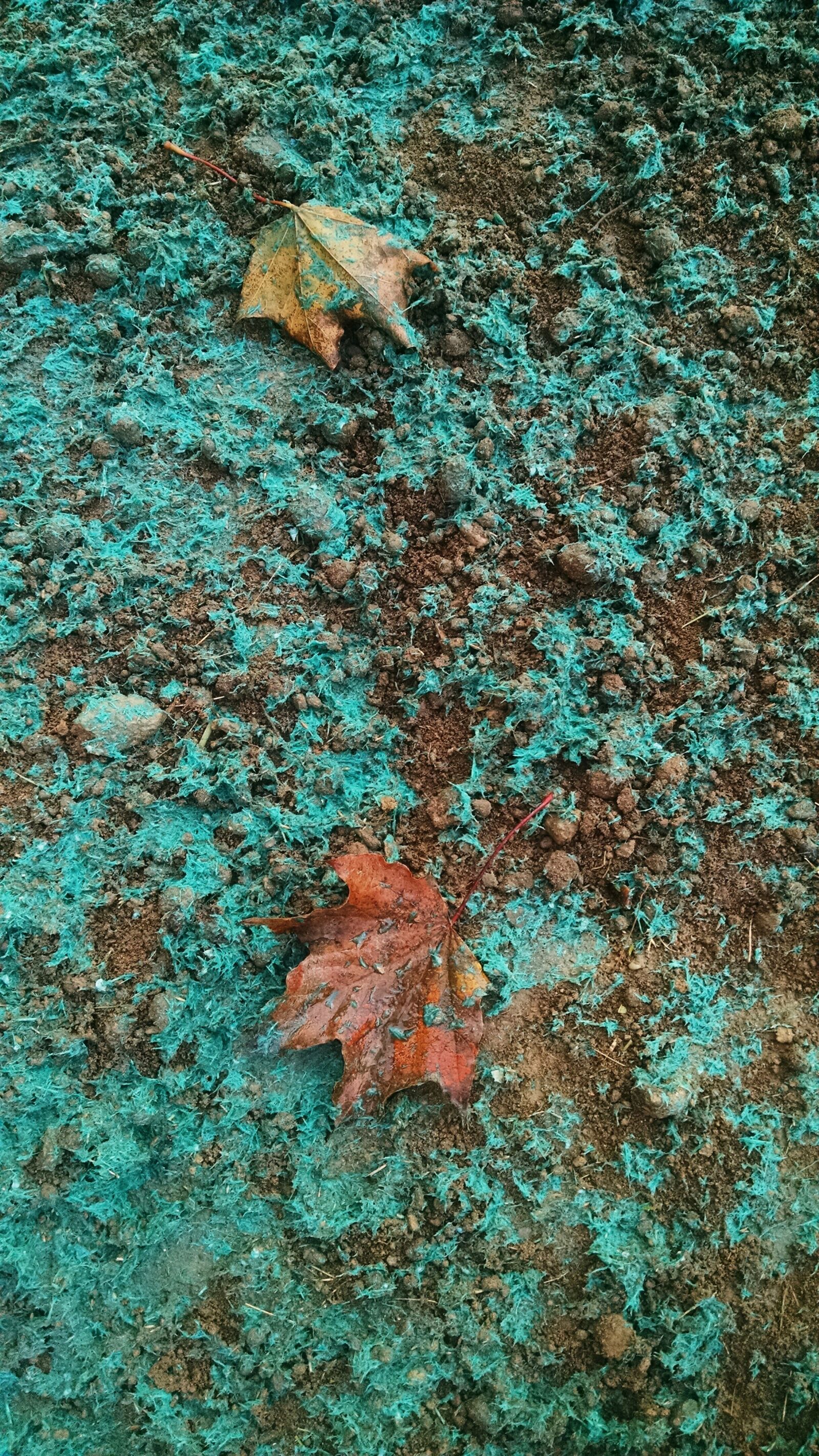 Motorola Moto X (1st Gen) sample photo. Dirt, grass, nature, seed photography