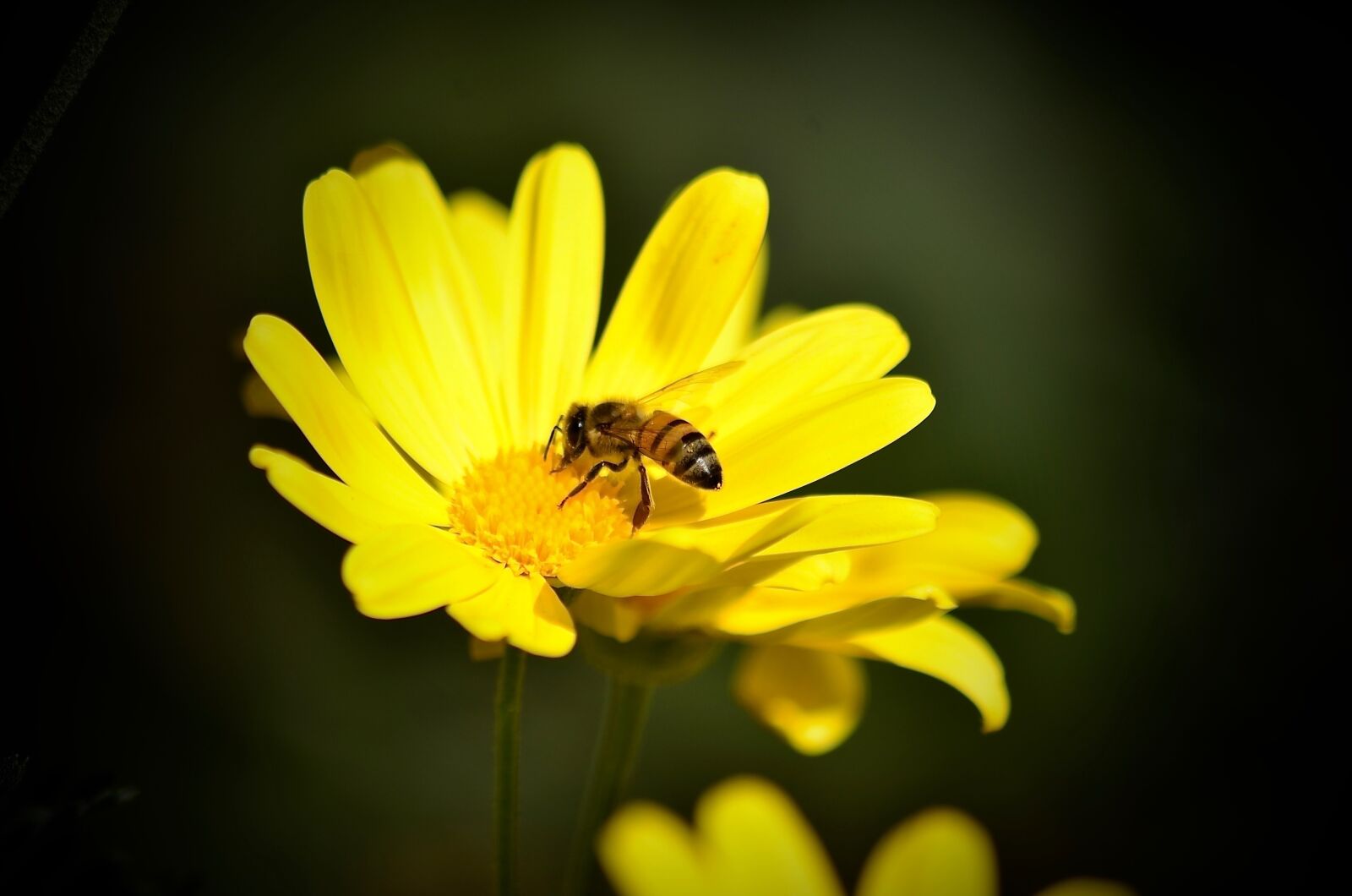 Nikon D7000 sample photo. Daisy, bee, yellow photography