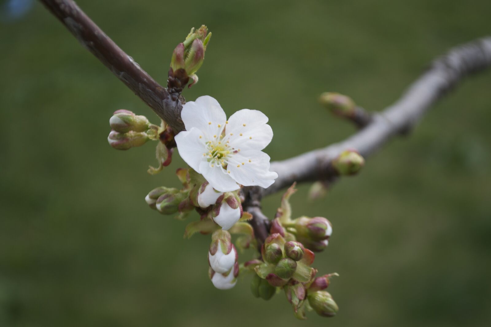 Nikon D3100 sample photo. Spring, bud, flower photography