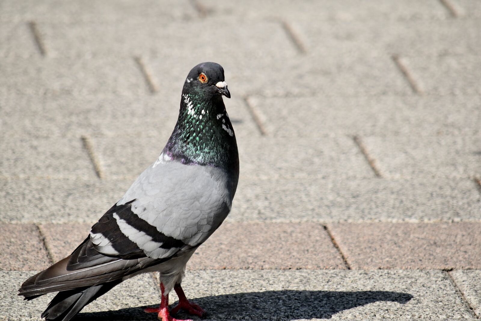 Nikon D5500 sample photo. Beautiful, pavement, pigeon, shadow photography