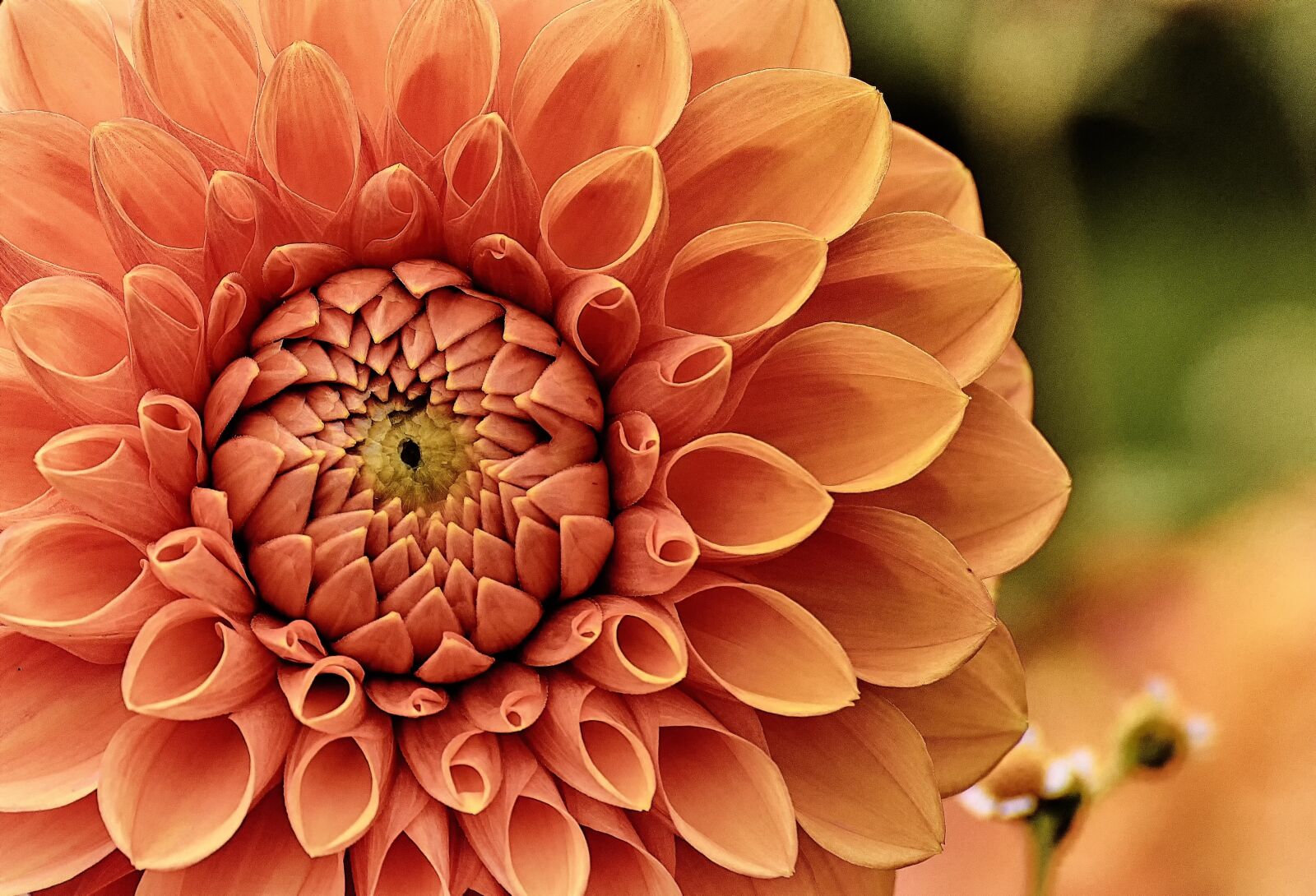 Nikon D7200 sample photo. Dahlia, plant, flower photography