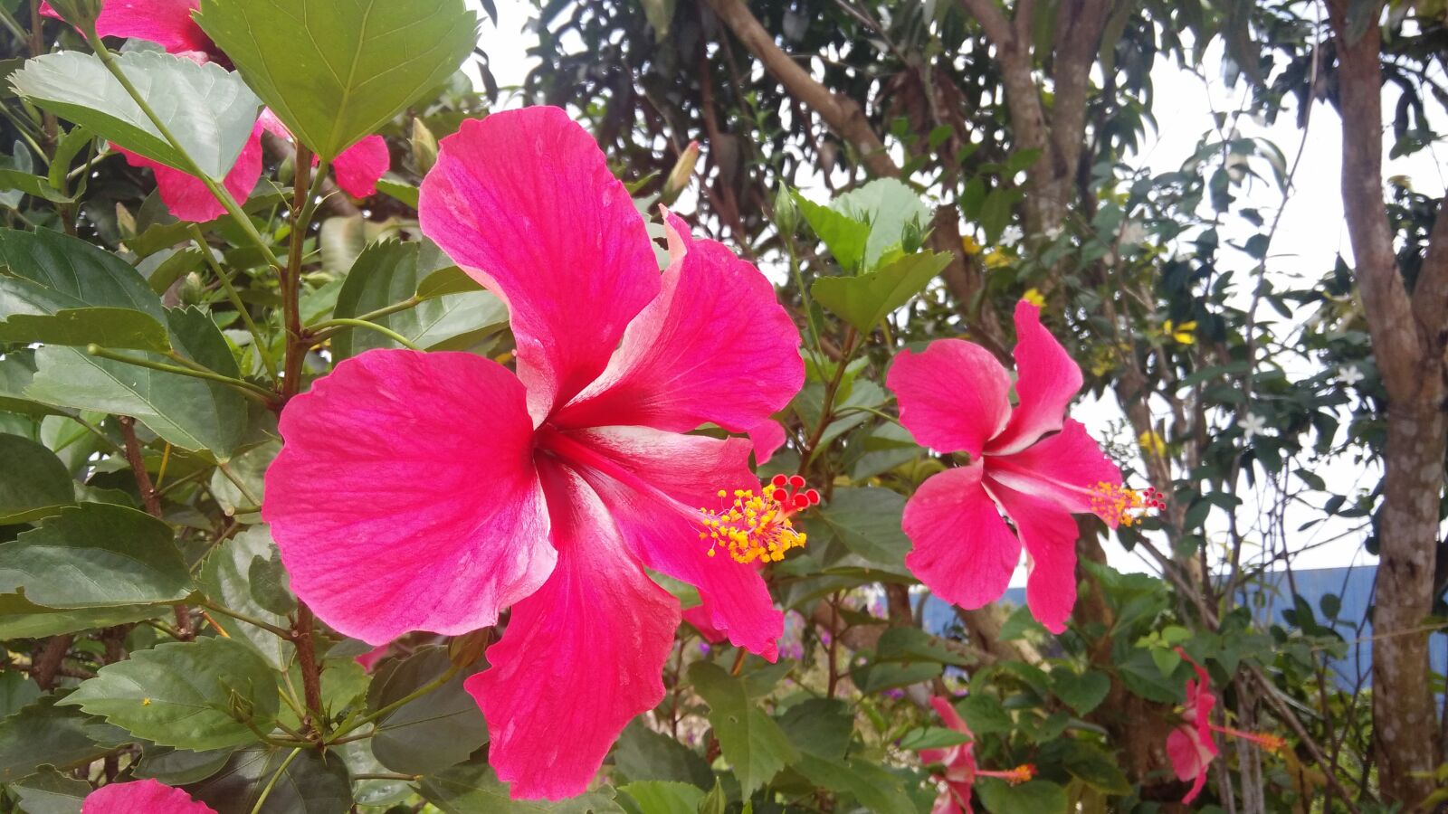 Xiaomi MI3 sample photo. Flower, hibiscus, blossom photography