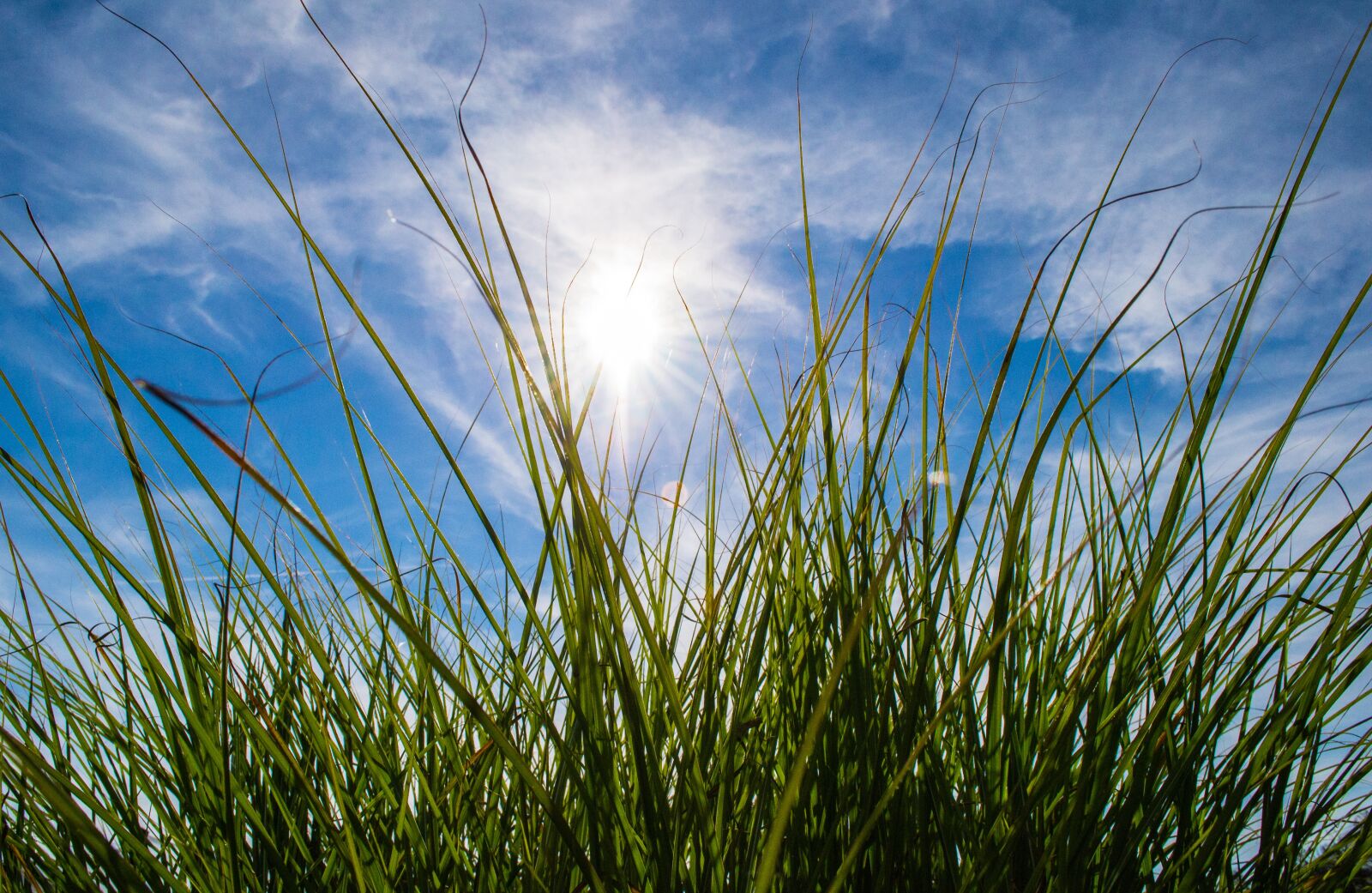 Nikon D3100 sample photo. Sun, clouds, grass photography