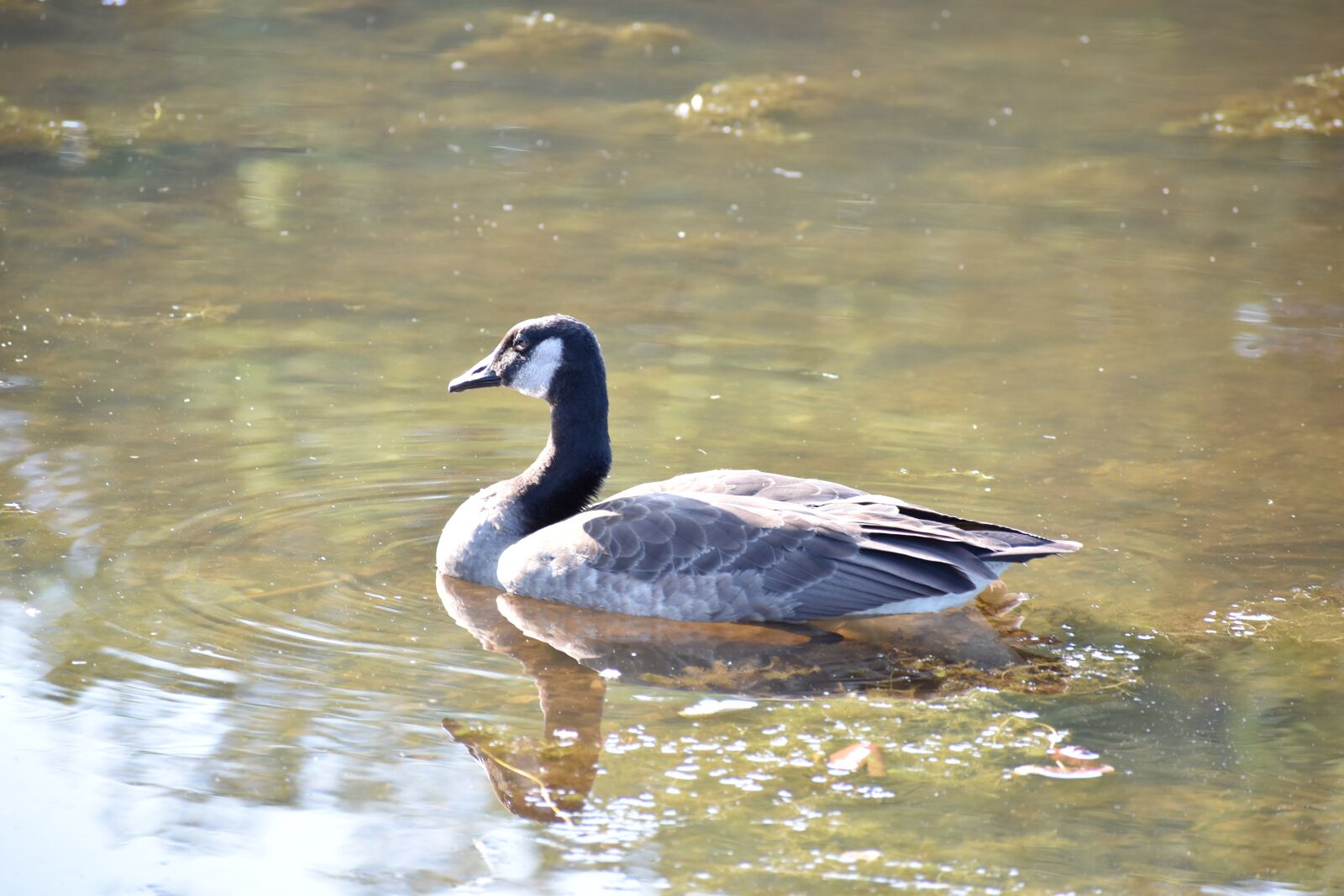 Nikon D5600 sample photo. Water, goose, bird photography