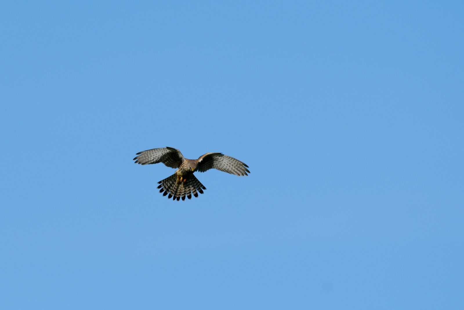Nikon D500 sample photo. Valk, plumage, bird of photography