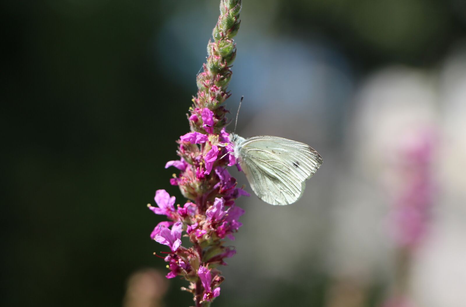 Canon EOS 650D (EOS Rebel T4i / EOS Kiss X6i) sample photo. Butterfly, white, beautiful photography