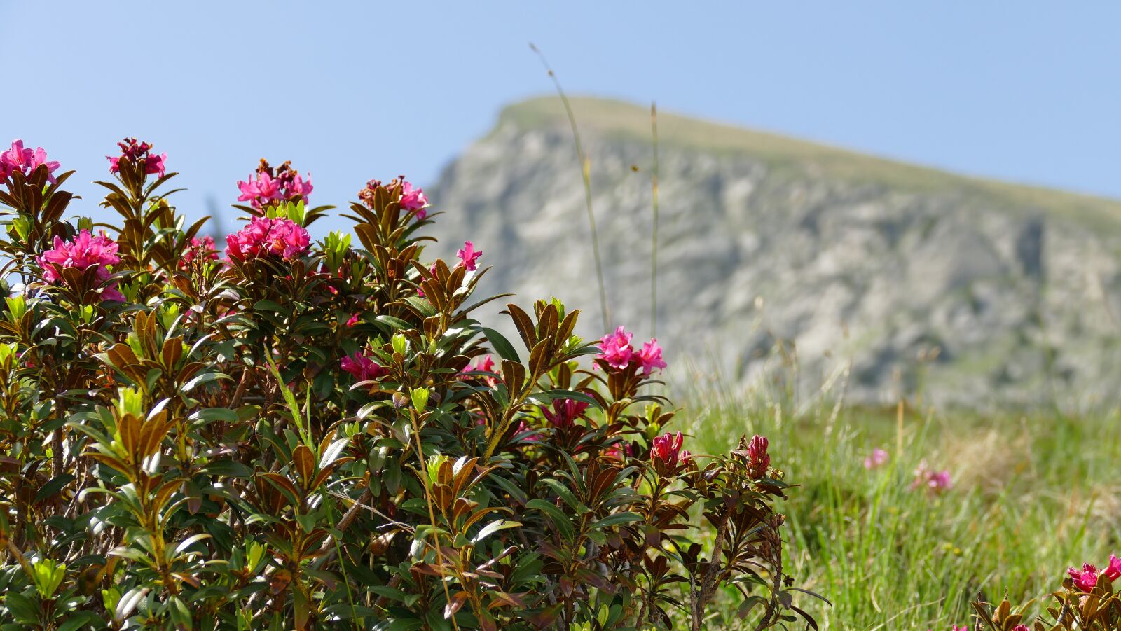 Panasonic Lumix DMC-FZ1000 sample photo. Alpine rose, blooms, pink photography