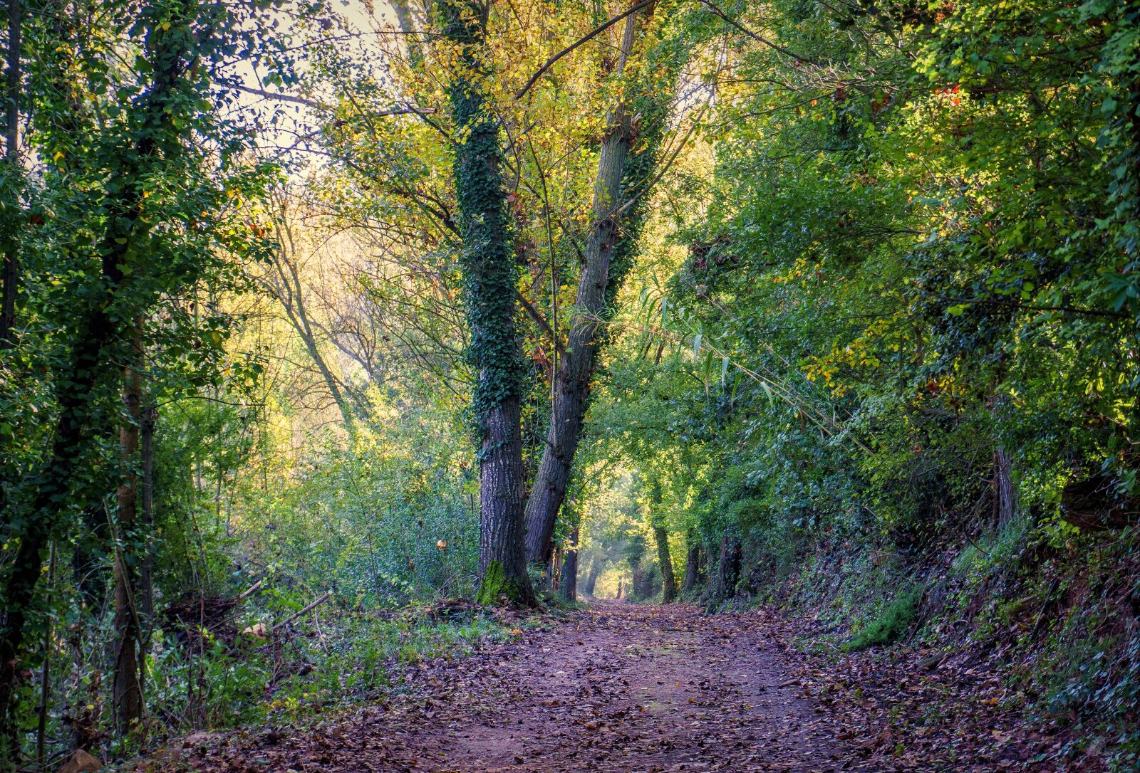 Sony a6000 sample photo. Path, trail, nature photography