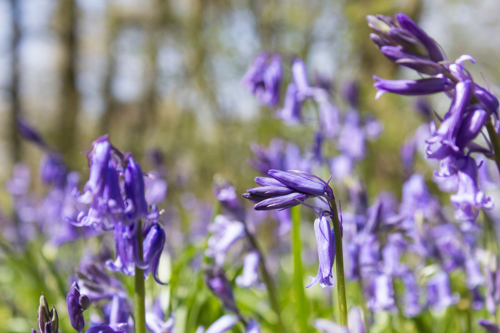 Canon EOS 600D (Rebel EOS T3i / EOS Kiss X5) sample photo. Bluebells, woods, english photography