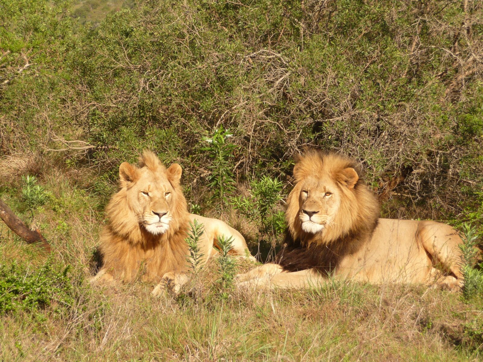 Panasonic Lumix DMC-TZ4 sample photo. Lion, south africa, africa photography