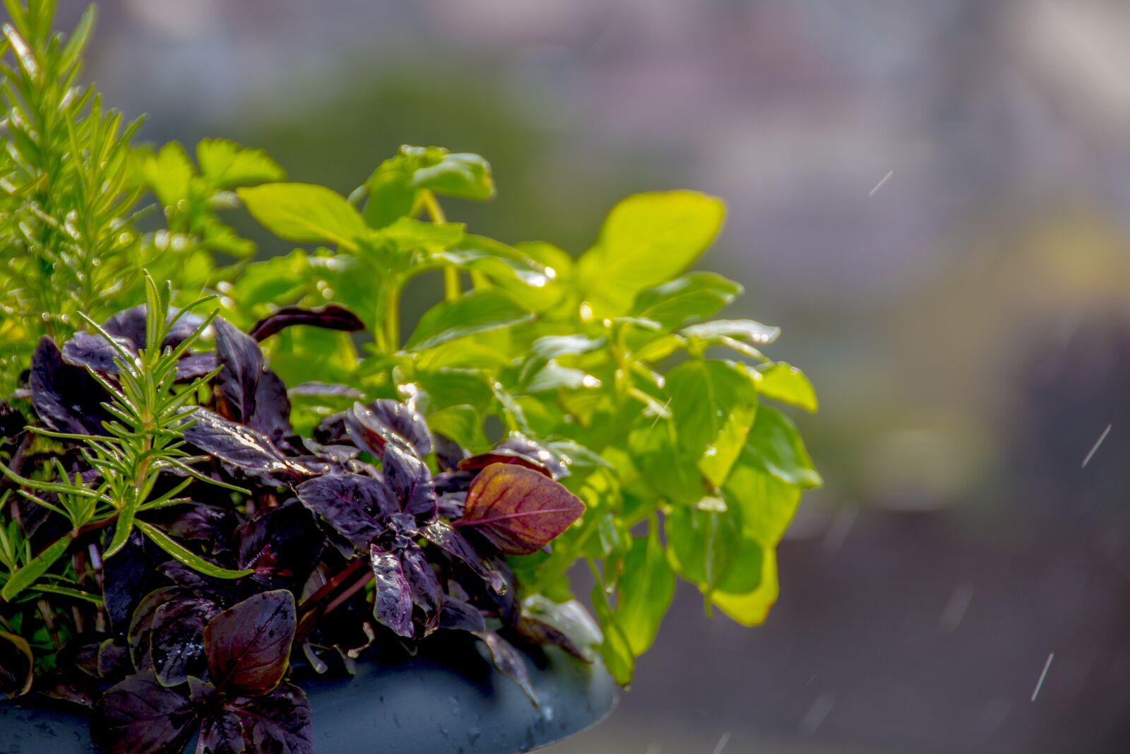 Canon EOS 70D sample photo. Blossom, bloom, nature photography