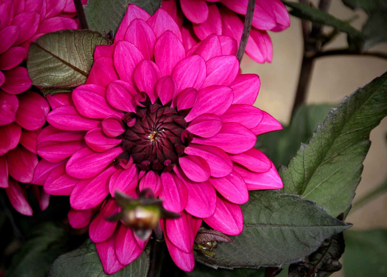 Canon EOS 700D (EOS Rebel T5i / EOS Kiss X7i) sample photo. Plant, flower, nature photography