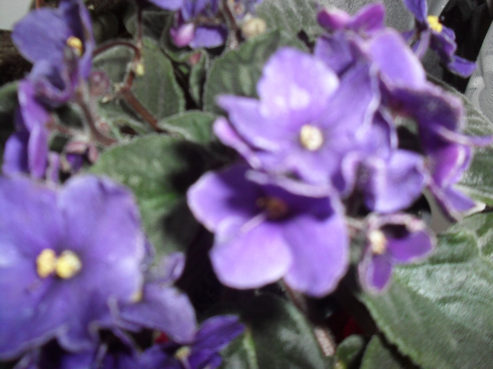 Samsung ES60 / VLUU ES60 /  SL105 /  ES63 sample photo. Dark blue, flower, plants photography