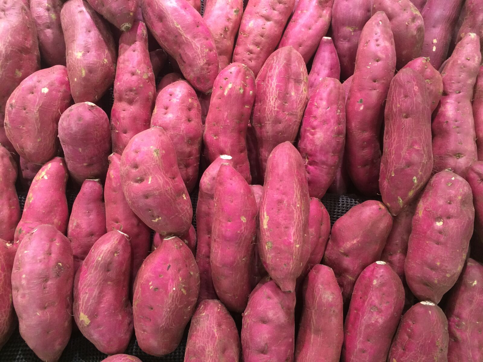 Apple iPhone 5s sample photo. Sweet potato, red purple photography