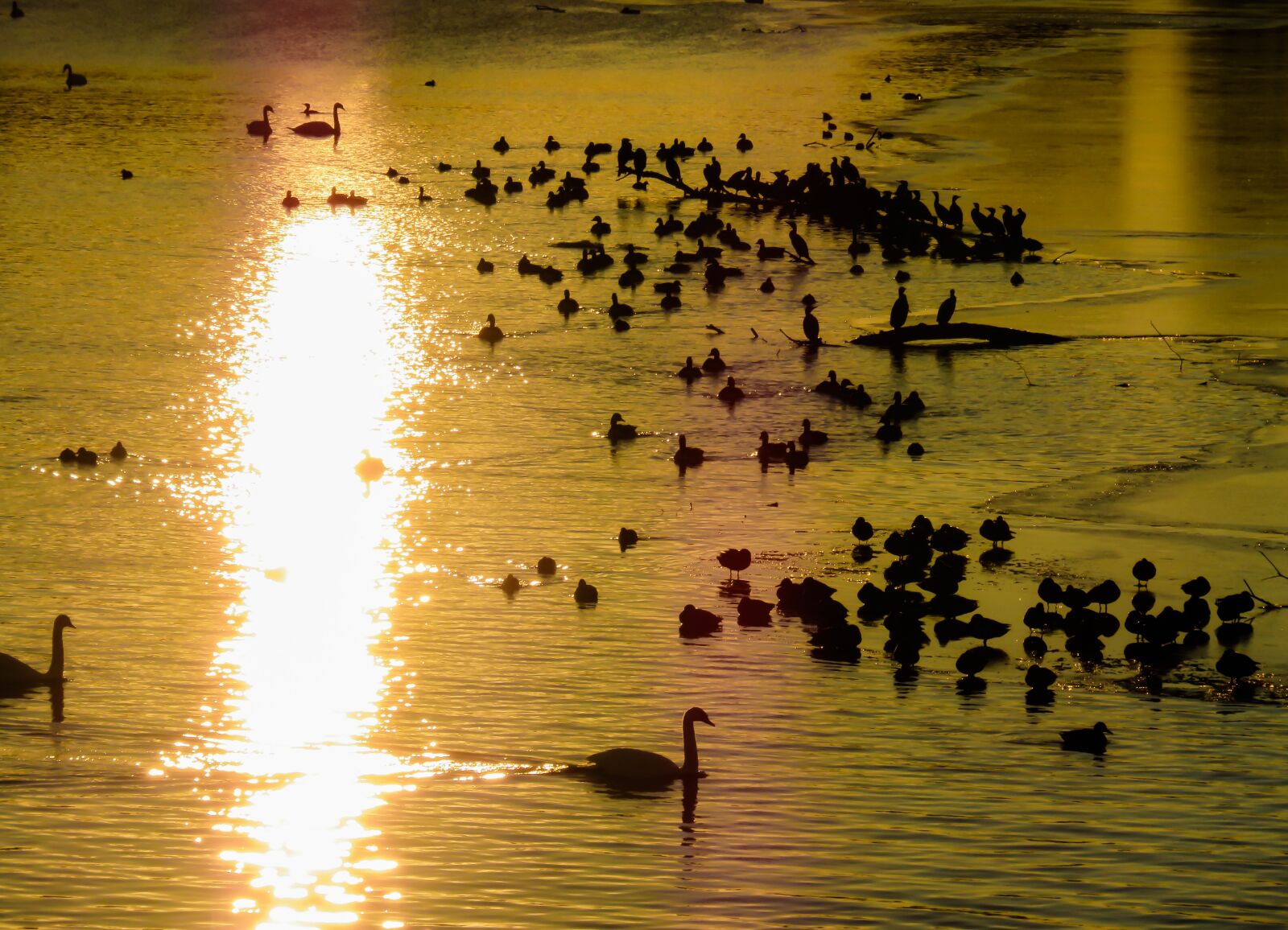 Canon PowerShot SX710 HS sample photo. Animals, ducks, geese photography