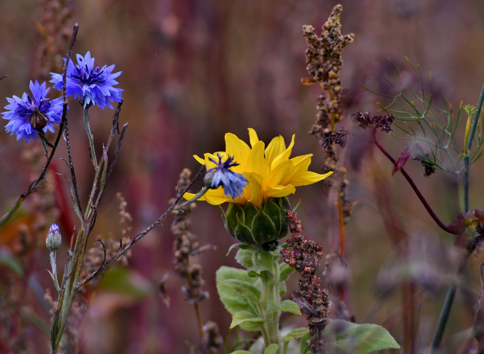 Nikon D500 sample photo. Chicory, sunflower, nature photography