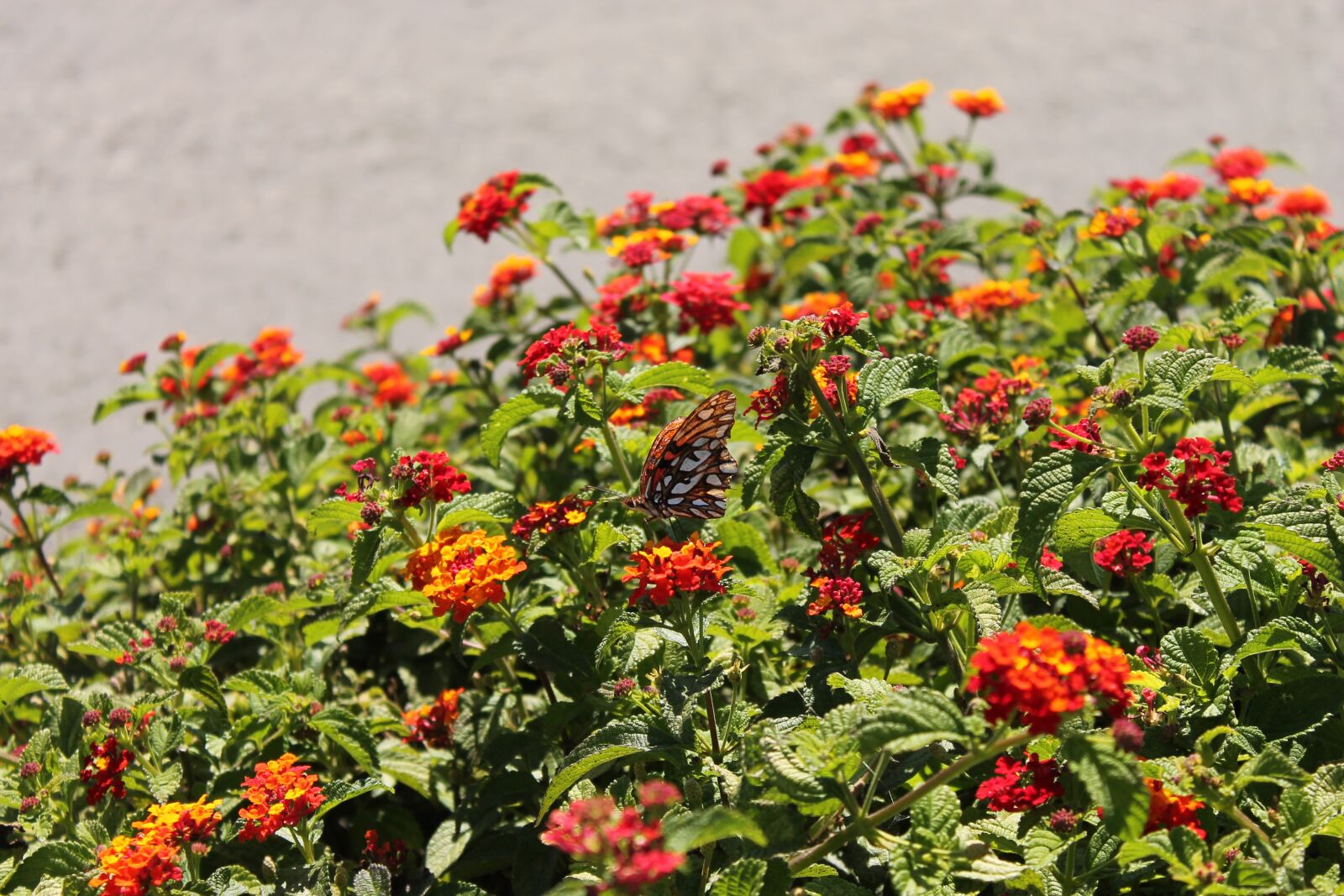 Canon EOS 1100D (EOS Rebel T3 / EOS Kiss X50) sample photo. Flowers, nature, flora photography