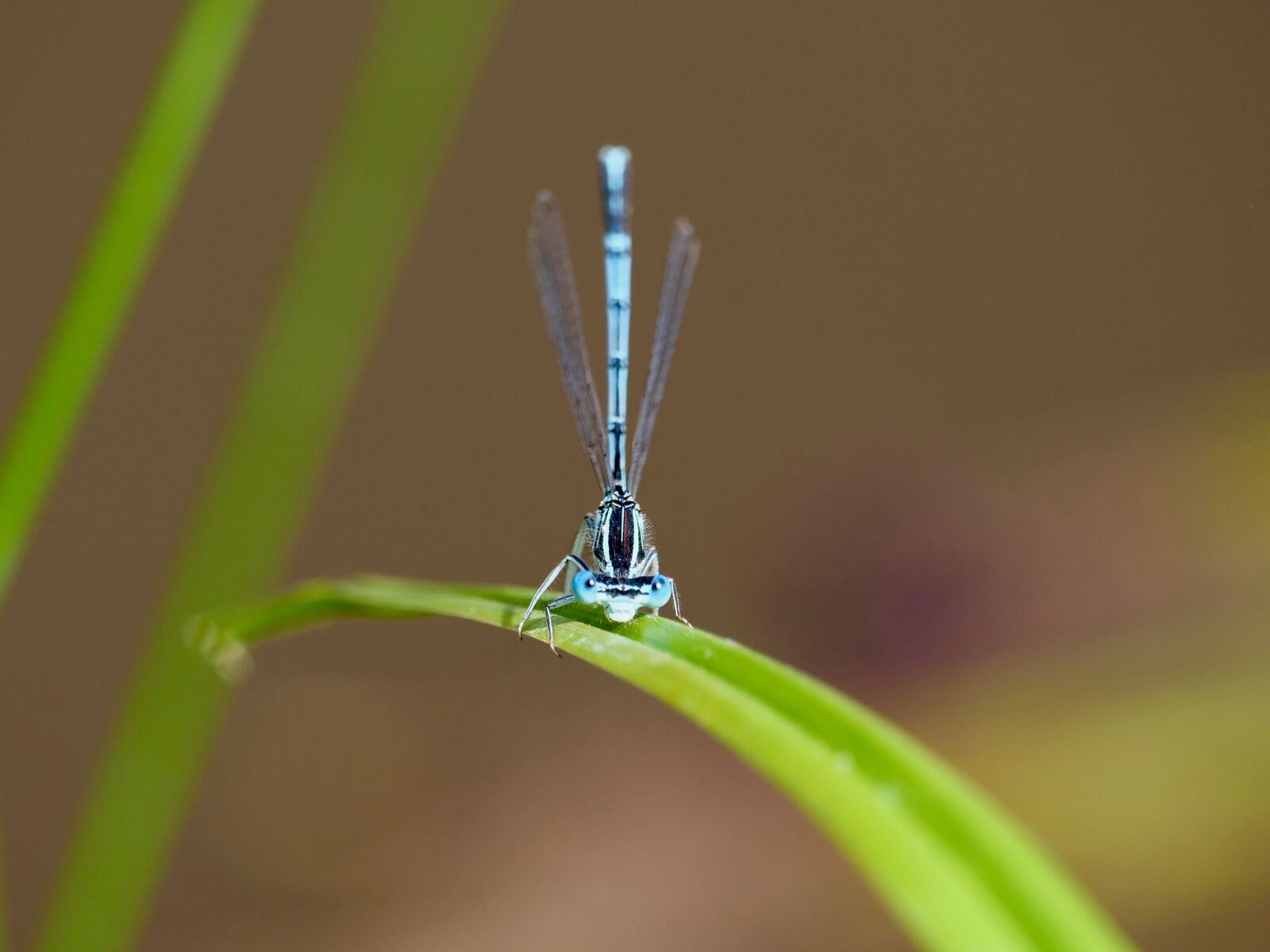 Panasonic Lumix DC-G9 sample photo. Insect, dragonfly, nature photography