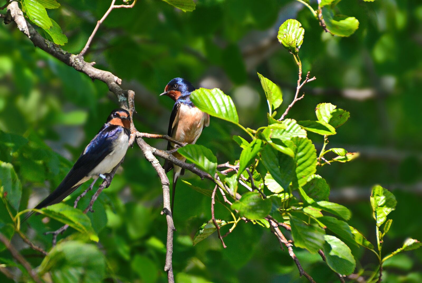 Nikon D3100 sample photo. Barn swallow, schwalbe, birds photography